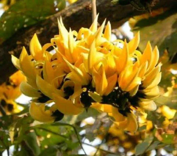 GREENERY_NURSERY_Rare_Exotic_Dwarf_Yellow_Palas_/_Butea_Very_Rare_Flowering_Tree_Plant