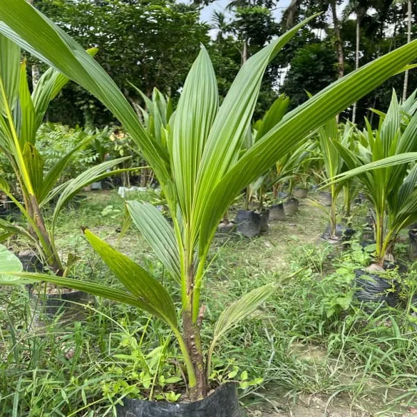 Ganga_Bondam_Coconut_Plant_(Pack_Of_1)