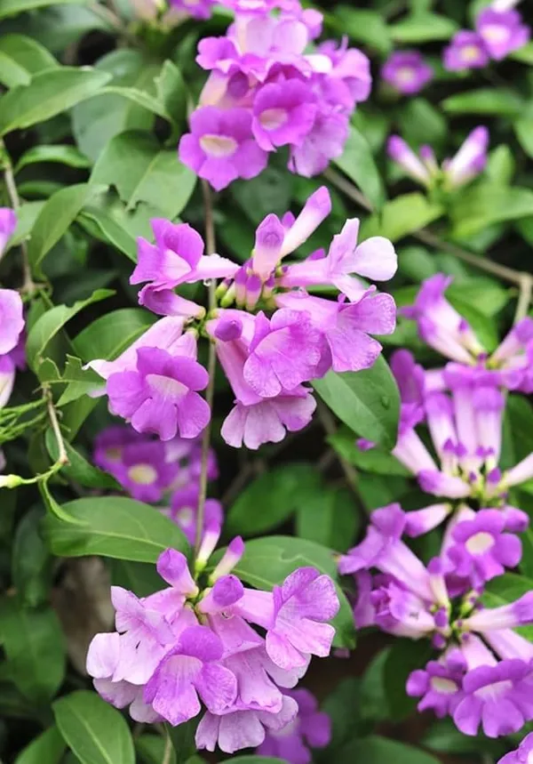 Garlic_Vine_flower__Plant_|_Creeper_Flower_plant_|_Dwarf_Varify_|_Air_Layering_Plant