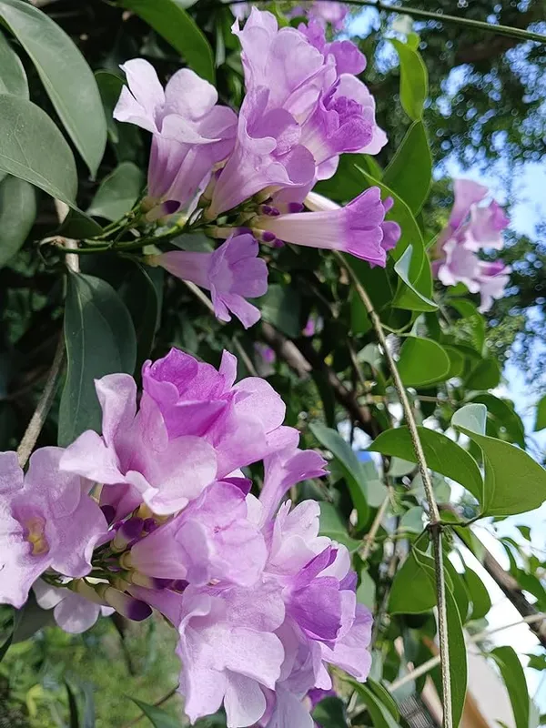 Garlic_Vine_flower__Plant_|_Creeper_Flower_plant_|_Dwarf_Varify_|_Air_Layering_Plant