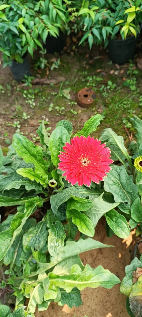 Gerbera_Red_Flower_Plant_(Pack_Of_1)