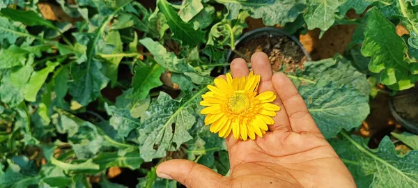 Gerbera_Yellow__Flower_Plant_(Pack_Of_1)