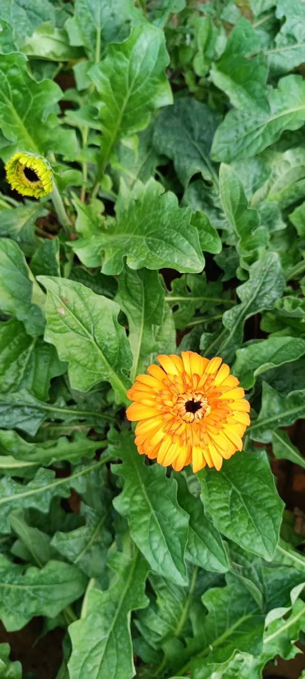 Gerbera_Yellow__Flower_Plant_(Pack_Of_1)