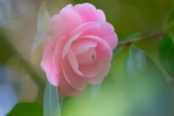 Pink_Camellia_Hybrid_Flower_Plant