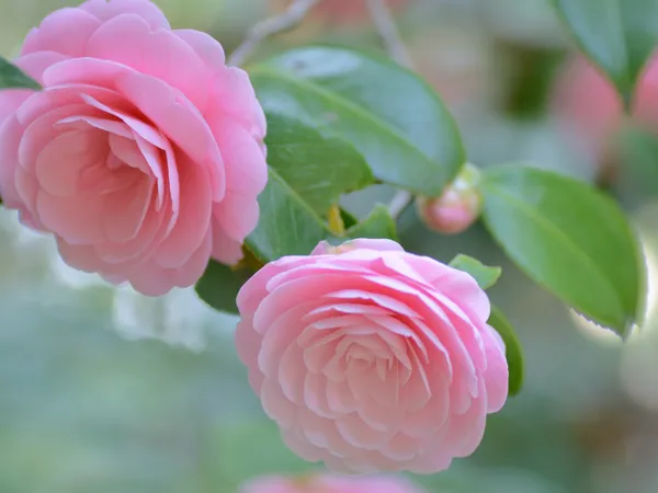 Pink_Camellia_Hybrid_Flower_Plant