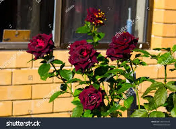 Black_Lady_Rose_Plant
