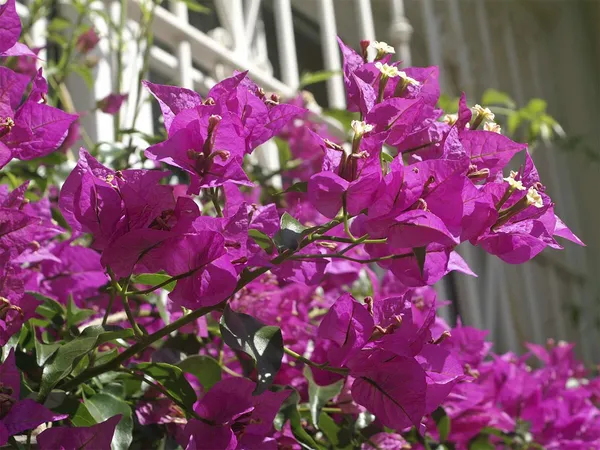 Glabra_Pink_Live_Bougainvillea_?_Flowering_Plants