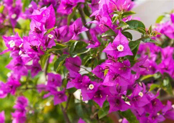 Glabra_Pink_Live_Bougainvillea_?_Flowering_Plants