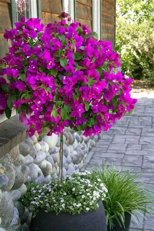 Glabra_Pink_Live_Bougainvillea_?_Flowering_Plants