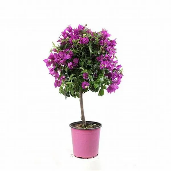 Glabra_Pink_Live_Bougainvillea_?_Flowering_Plants