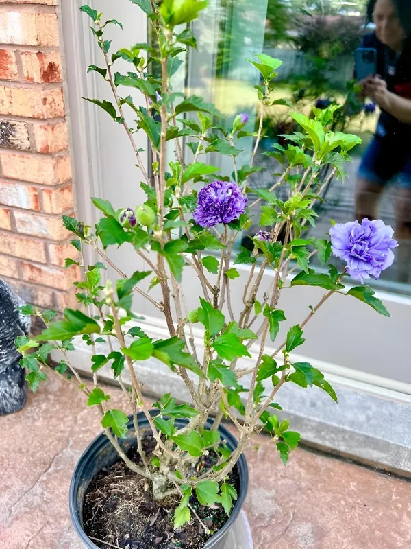 Blueberry_Hibiscus_Flowering_Plant