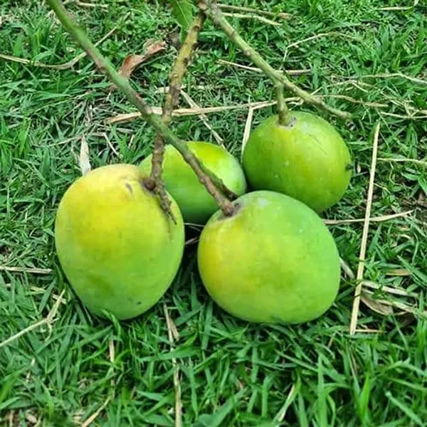 Gobindabhog_Mango_Plant(_Grafting)