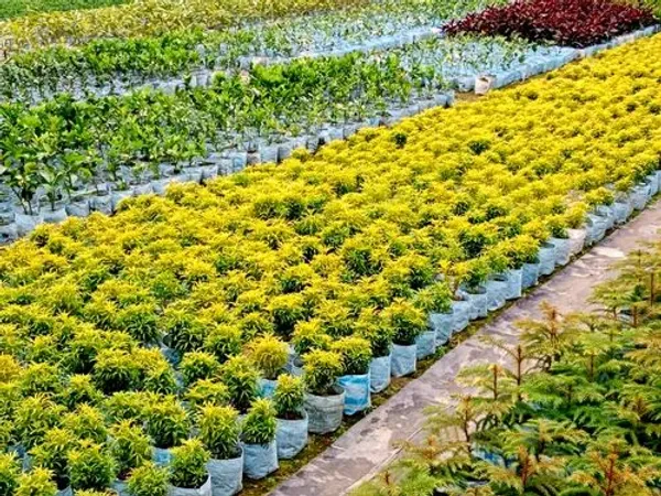 Gold_Aralia_|_Indoor_Plant