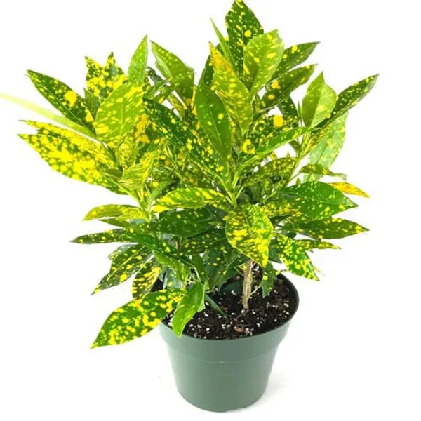 Gold_Dust_Croton_Indoor_Plant_For_Home_(Without_Pot)