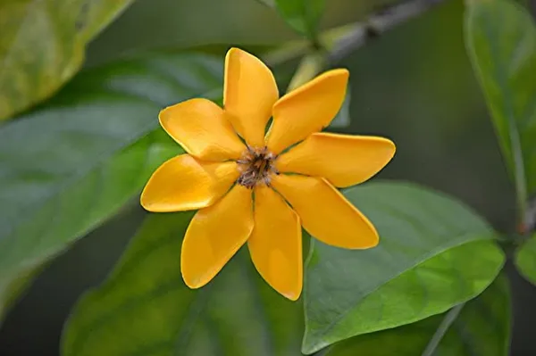 Goldren_Yellow_Ghandaraj_Flower_Highly_Fragrant_Plant_&_Tree_(Pack_Of_1)