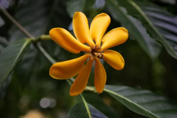 Goldren_Yellow_Ghandaraj_Flower_Highly_Fragrant_Plant_&_Tree_(Pack_Of_1)