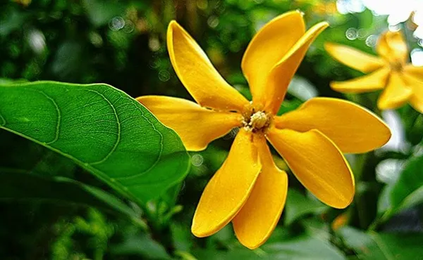 Goldren_Yellow_Ghandaraj_Flower_Highly_Fragrant_Plant_&_Tree_(Pack_Of_1)