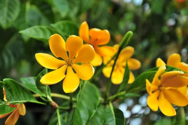 Goldren_Yellow_Ghandaraj_Flower_Highly_Fragrant_Plant_&_Tree_2_Years_Old_Plant_Ready_To_Bloom