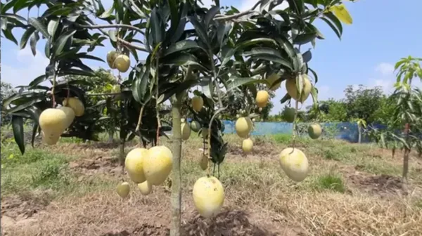 Gourmet_Bangladeshis_Varieties_Mango_Grafted_Plant