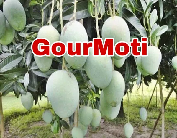 Gourmet_Mango_Hybrid_Grafted_Fruit_Plant