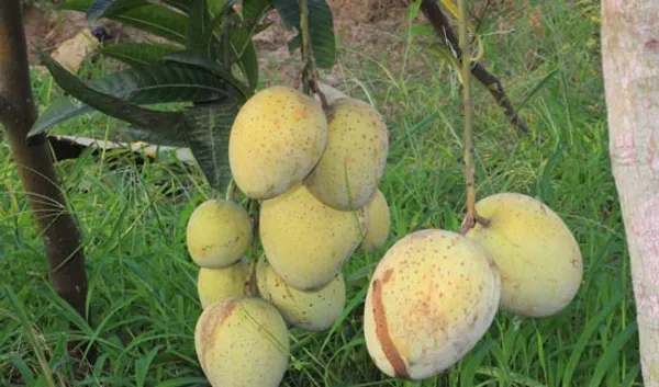 Bangladeshi_Gourmet_Mango_Hybrid_Grafted_Fruit_Plant