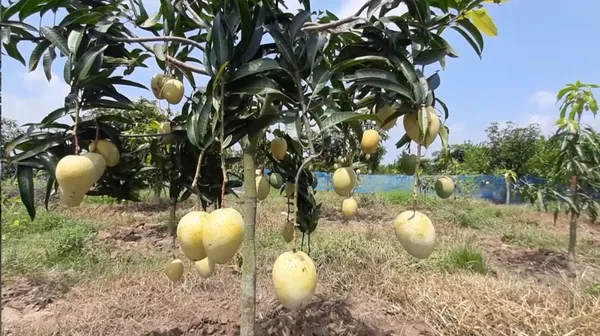 Gourmet_Mango_Hybrid_Grafted_Fruit_Plant