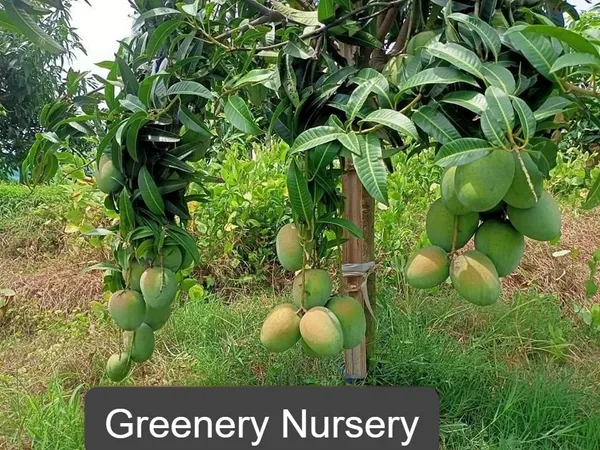 Gourmoti_Variety_Grafted_Mango_Fruit_Plants_&_Tree_(_Pack_Of_1_)
