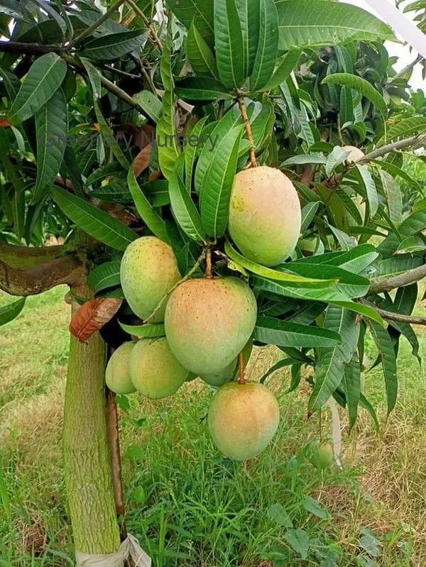 Gourmoti_Variety_Grafted_Mango_Fruit_Plants_&_Tree_(_Pack_Of_1_)