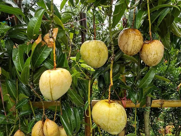 Gourmoti_Variety_Grafted_Mango_Fruit_Plants_&_Tree_(_Pack_Of_1_)