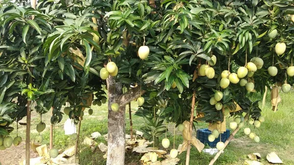 Gourmoti_Variety_Grafted_Mango_Fruit_Plants_&_Tree_(_Pack_Of_1_)