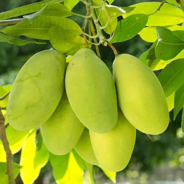 Grafted_Chinna_Rasalu_Mango_Plant_Hybrid_Sweet_Fruit_Live_Tree