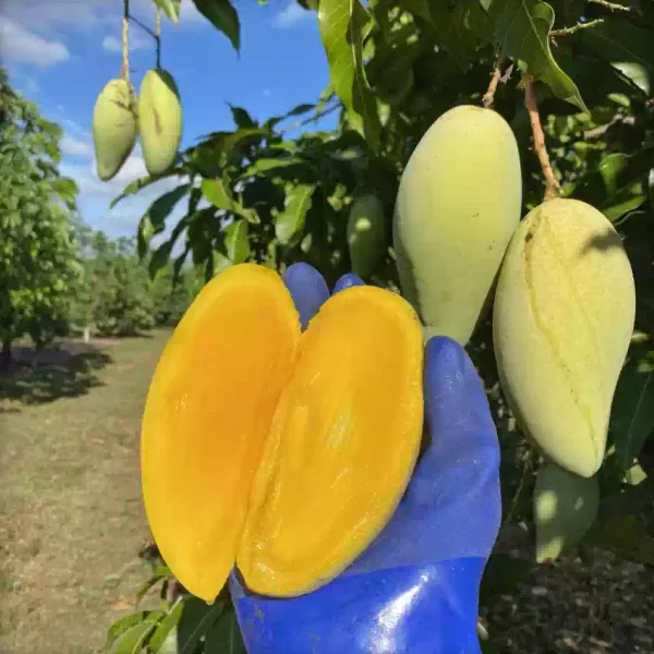 Grafted_Chinna_Rasalu_Mango_Plant_Hybrid_Sweet_Fruit_Live_Tree