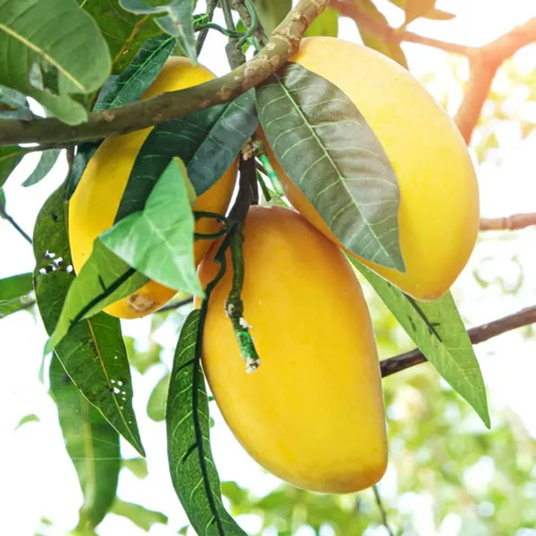 Grafted_Chinna_Rasalu_Mango_Plant_Hybrid_Sweet_Fruit_Live_Tree