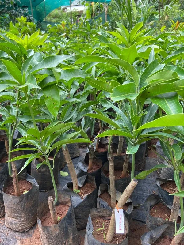 Pack_Of_2_Grafted_Dasheri_Mango_Plant_Hybrid_Combo