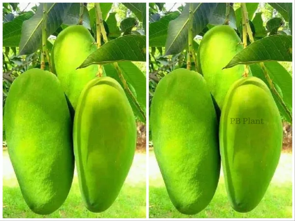 Pack_Of_2_Grafted_Dasheri_Mango_Plant_Hybrid_Combo