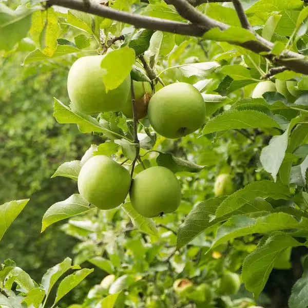 Grafted_Green_Apple_Fruit_Plant_Hybrid_Tree