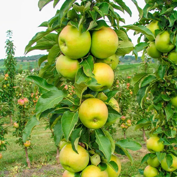 Grafted_Green_Apple_Fruit_Plant_Hybrid_Tree