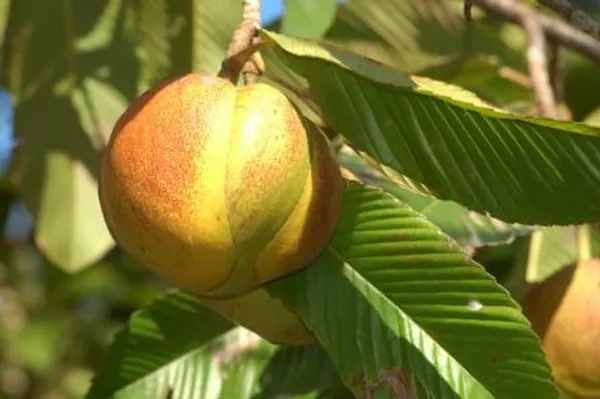 Grafted_Hybrid_Elephant_Apple_Fruit_Plant_Sweet_Fruit