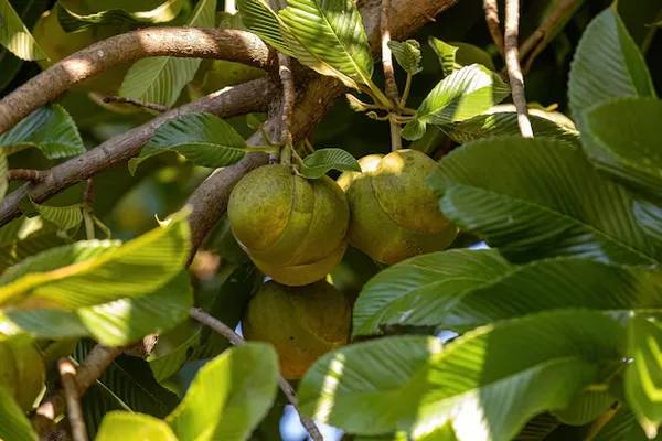 Grafted_Hybrid_Elephant_Apple_Fruit_Plant_Sweet_Fruit