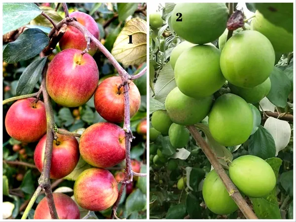 Pack_Of_2_Grafted_Hybrid_Green_And_Kashmiri_Ber_Apple_Plant_-_Kul_Fruit_Tree_Combo