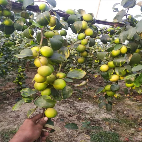 Pack_Of_2_Grafted_Hybrid_Green_And_Kashmiri_Ber_Apple_Plant_-_Kul_Fruit_Tree_Combo