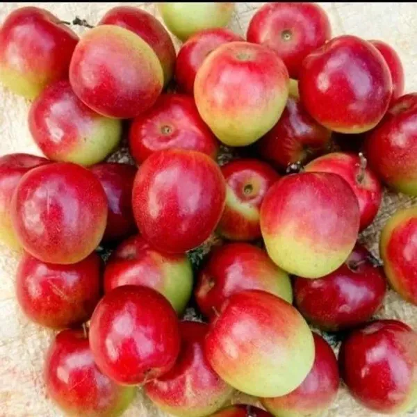 Pack_Of_2_Grafted_Hybrid_Green_And_Kashmiri_Ber_Apple_Plant_-_Kul_Fruit_Tree_Combo