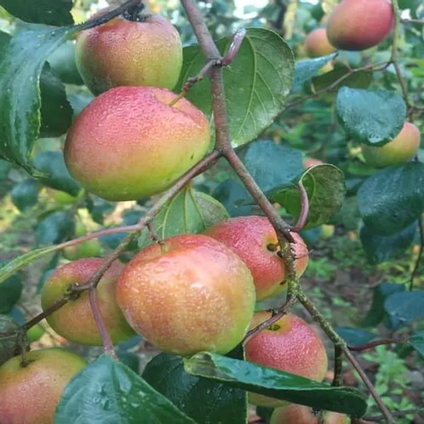 Kasmiri_Apple_Ber_Plant_Grafted_(1.5-2_Feet_Height_Pack_Of_1)
