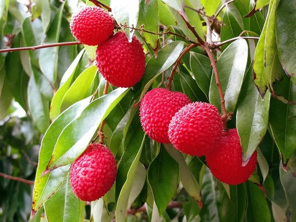 Grafted_Litchi_Plant_Hybrid_Lychee_Trees