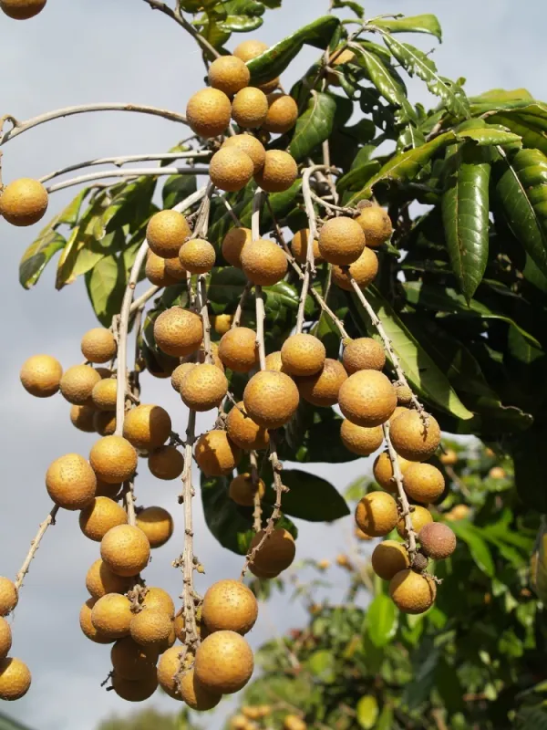 Grafted_Longan_Fruit_Plant_Hybrid_Ashfal_Tree