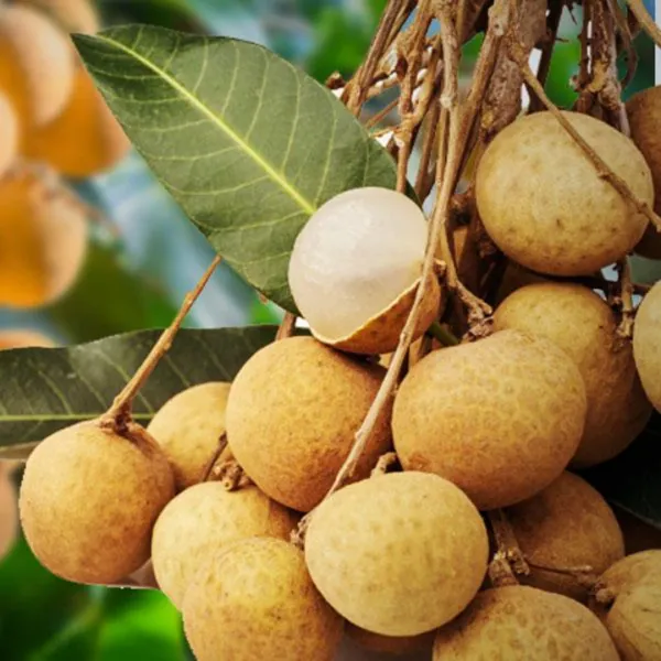 Grafted_Longan_Fruit_Plant_Hybrid_Ashfal_Tree