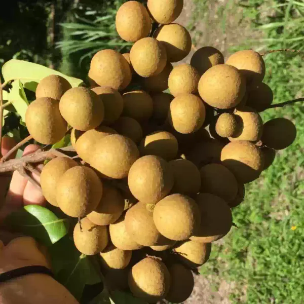 Grafted_Longan_Fruit_Plant_Hybrid_Ashfal_Tree