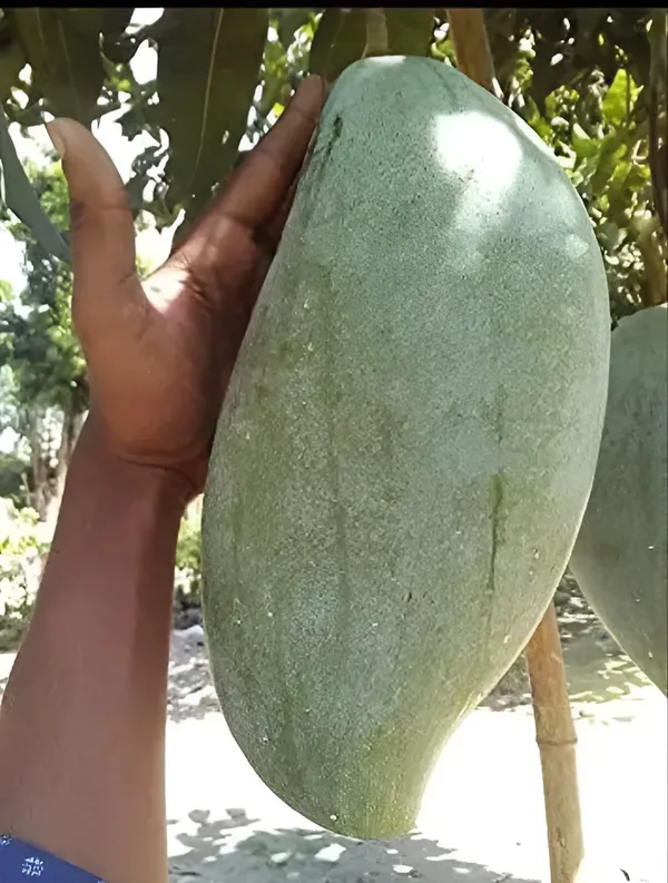 Grafted_Mallika_Mango_Plant_Hybrid_Fruit_Plant