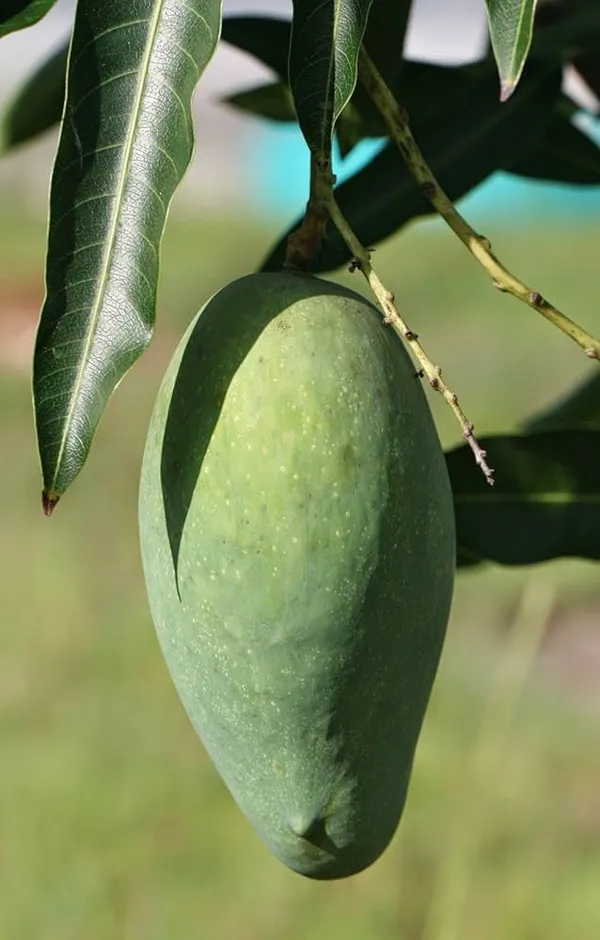 Grafted_Mallika_Mango_Plant_Hybrid_Fruit_Plant