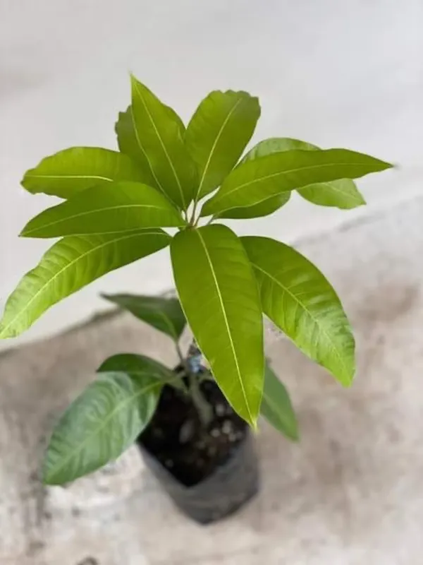 Grafted_Mango_Alphonso_1_3_Ft_Mangifera_Indica_Alphonso_Mango_Fruit_Tree